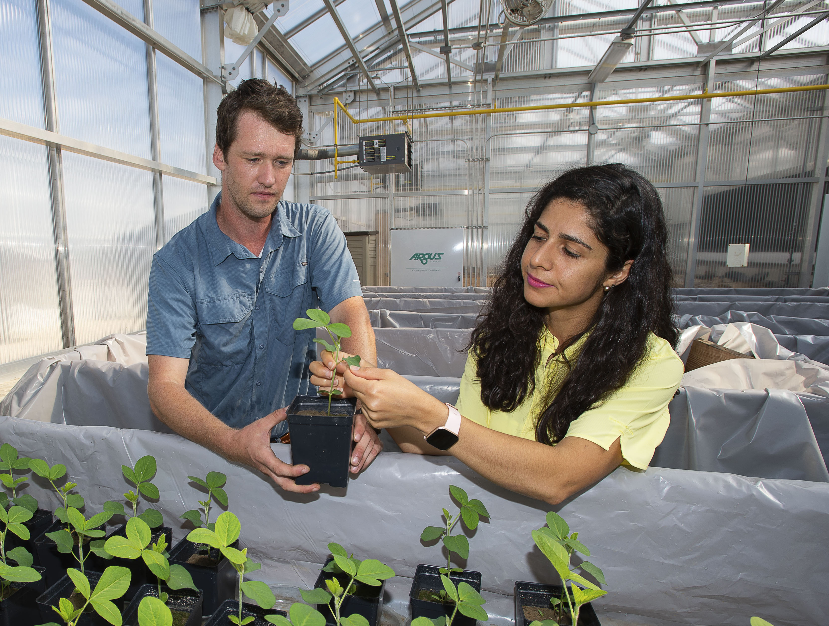 New and Reemerging Threats to Louisiana Sweet Potato Production